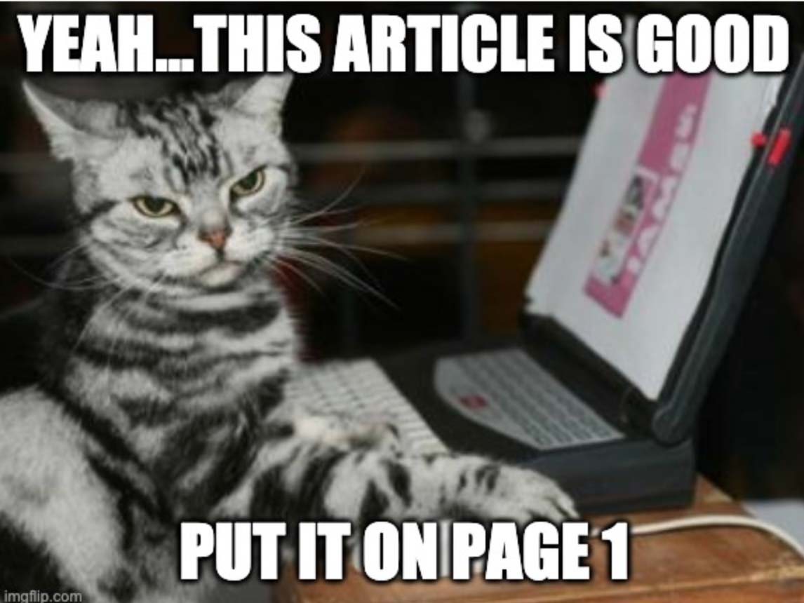 cat meme about seo